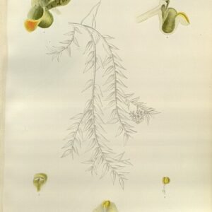 Gastrochilus pseudodistichus orchidee in witte bloei met groene bladeren en bruine strepen.