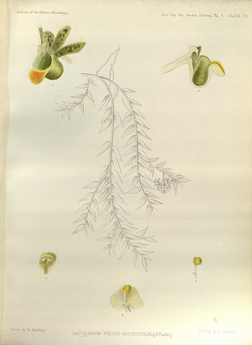 Gastrochilus pseudodistichus orchidee in witte bloei met groene bladeren en bruine strepen.