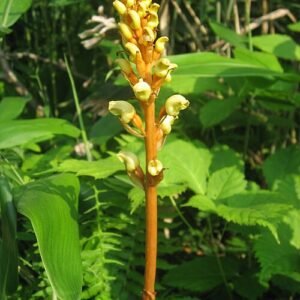 Gastrodia elata plant met witte bloemen en groene bladeren op kleigrond.