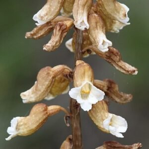 Gastrodia entomogama orchidee met rode, witte en paarse bloem.