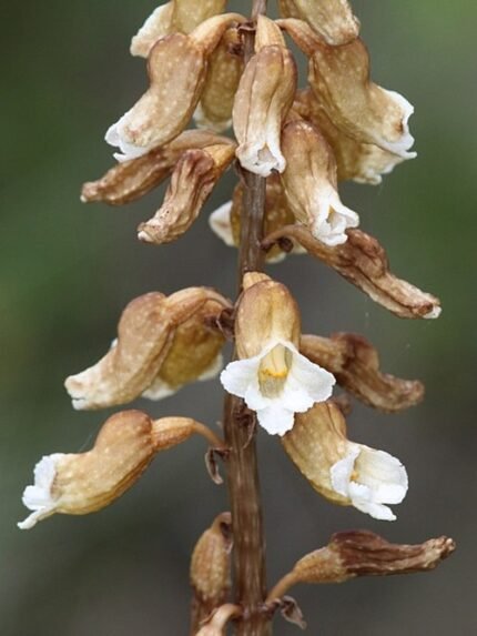 Gastrodia entomogama orchidee met rode, witte en paarse bloem.