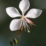 Gaura bloemen in wit, bekend als Whirling Butterflies.