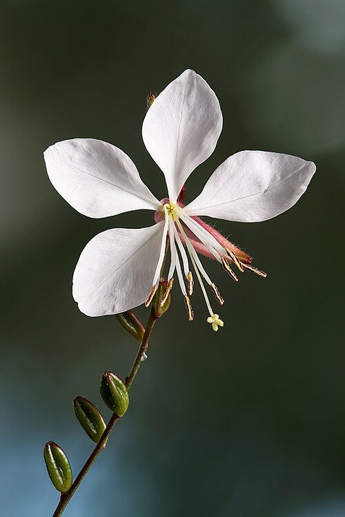 Gaura bloemen in wit, bekend als Whirling Butterflies.