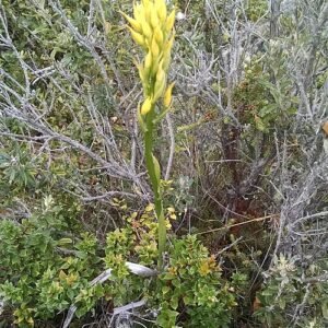 Yellow Gavilea orchid flower in full bloom with green leaves.