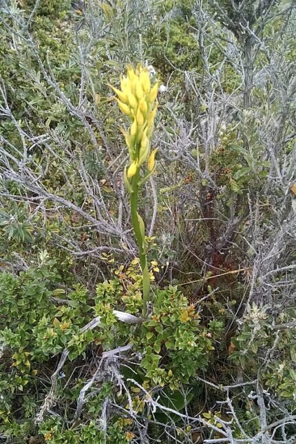 Yellow Gavilea orchid flower in full bloom with green leaves.