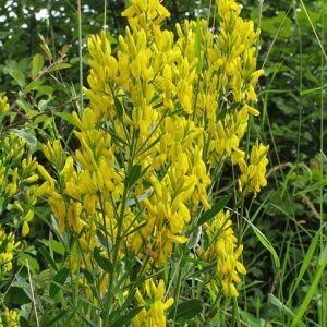 Genista tinctoria plant met gele bloemen en groene bladeren.