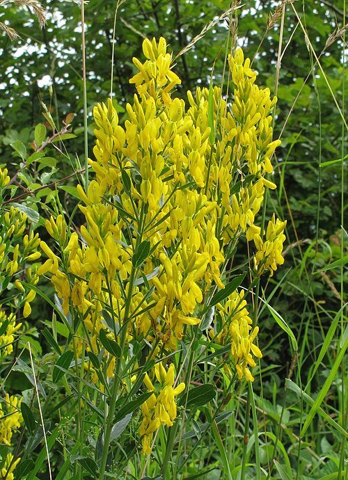 Genista tinctoria plant met gele bloemen en groene bladeren.