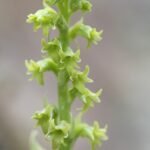 Witte bloemen en groene bladeren van Gennaria plant in zonnige setting.