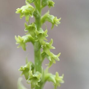 Witte bloemen en groene bladeren van Gennaria plant in zonnige setting.