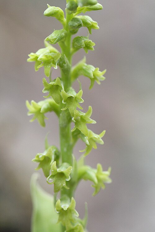 Witte bloemen en groene bladeren van Gennaria plant in zonnige setting.
