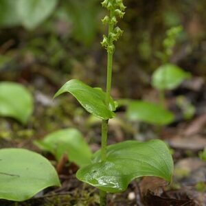 Gennaria diphylla plant met heldergele bloemen en groen blad in zonnige omgeving.