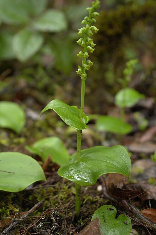 Gennaria diphylla plant met heldergele bloemen en groen blad in zonnige omgeving.