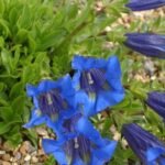 Gentiaan (tuin)