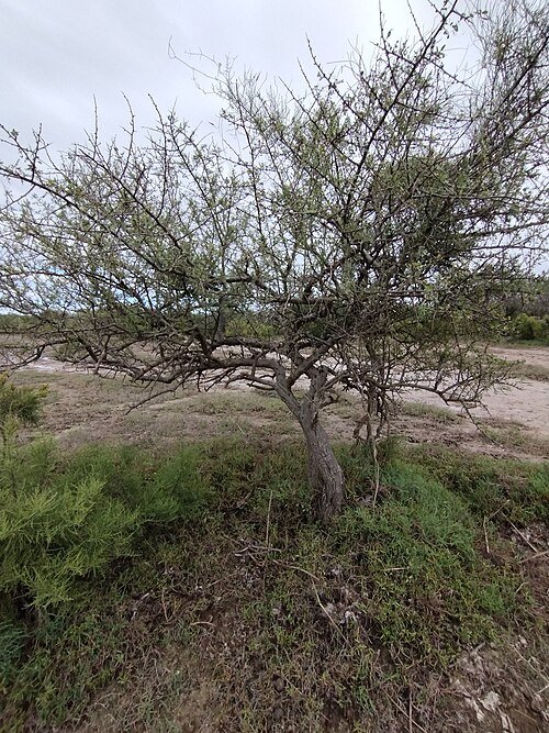 Geoffroea decorticans bloeiende gele bloemen op doornige takken.