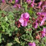 Geranium albanum plant met delicate roze bloemen en groene bladeren.