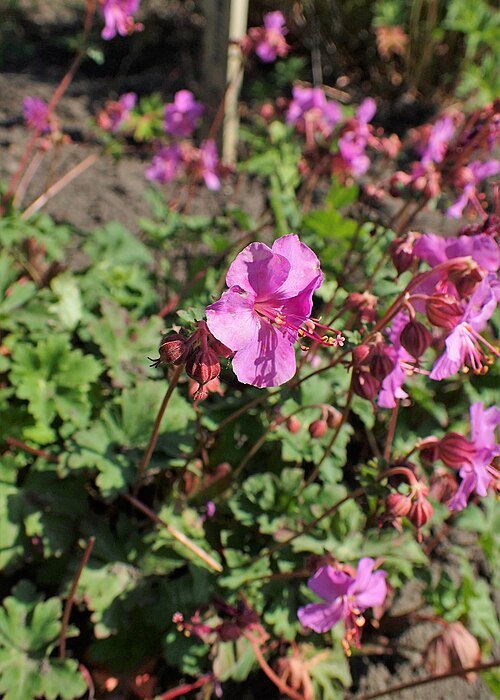 Geranium albanum plant met delicate roze bloemen en groene bladeren.