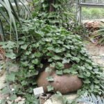 Plant met groene bladeren en stekelige stengels in Palmengarten Frankfurt.