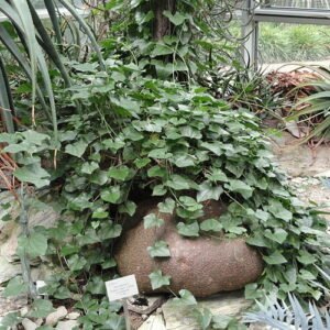 Plant met groene bladeren en stekelige stengels in Palmengarten Frankfurt.