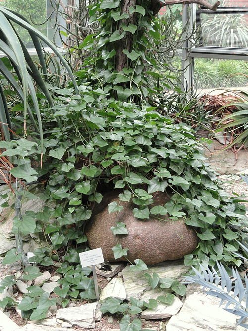 Plant met groene bladeren en stekelige stengels in Palmengarten Frankfurt.