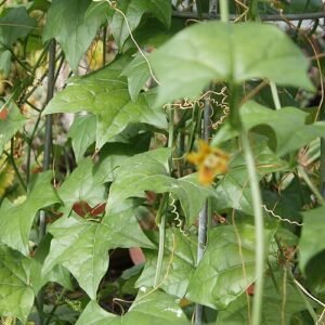 Grootbladige klimplant Gerrardanthus macrorhizus in natuurlijke omgeving.