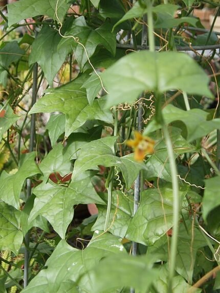 Grootbladige klimplant Gerrardanthus macrorhizus in natuurlijke omgeving.