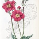 Gele Geum chiloense var. grandiflorum bloem in close-up.