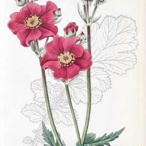 Gele Geum chiloense var. grandiflorum bloem in close-up.