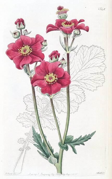 Gele Geum chiloense var. grandiflorum bloem in close-up.
