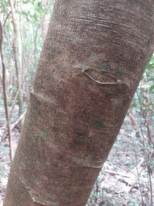 Gevuina avellana notendop op witte achtergrond.