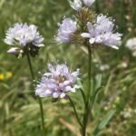 Gilia capitata bloem met blauwe bloemen en fijne groene bladeren.