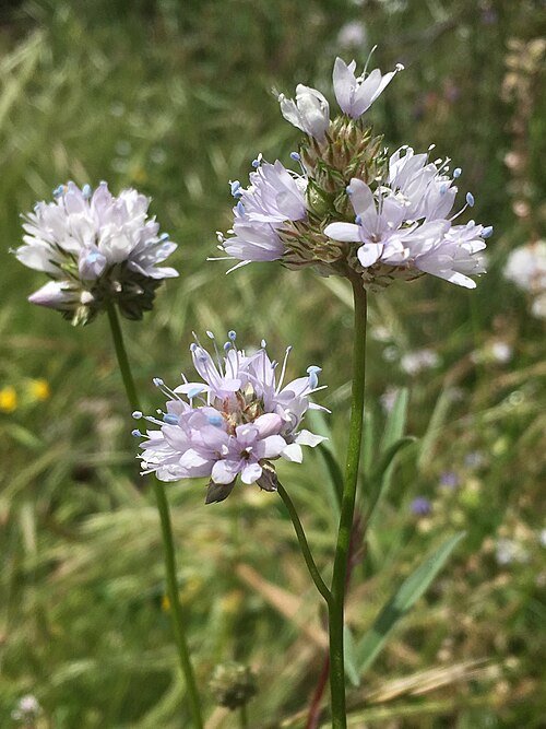 Gilia capitata bloem met blauwe bloemen en fijne groene bladeren.