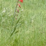 Rode Gladiolus bloem in volle bloei met groene bladeren.