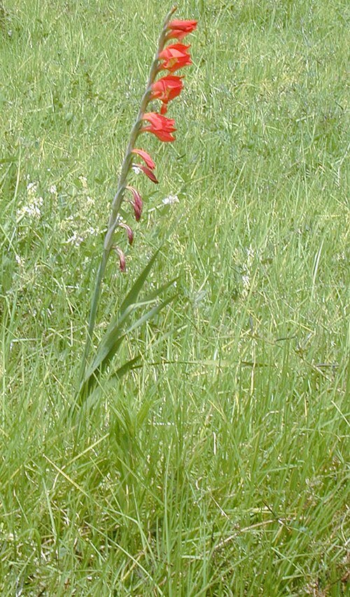 Rode Gladiolus bloem in volle bloei met groene bladeren.