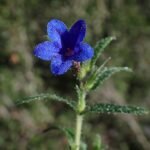 Kruipende karmozijnbesplant met heldere bloemen en groen blad.
