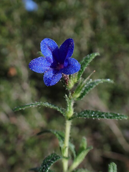 Kruipende karmozijnbesplant met heldere bloemen en groen blad.