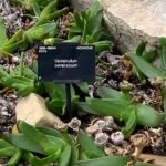 Succulente plant Glottiphyllum regium met dikke groene bladeren, geteeld in Royal Botanic Gardens Kew.