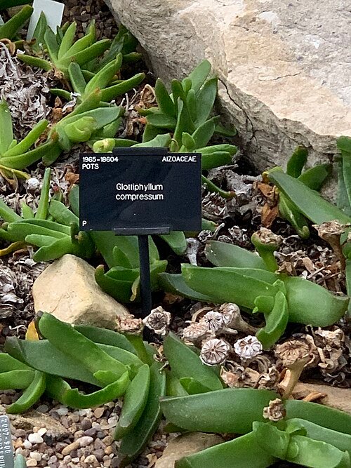 Succulente plant Glottiphyllum regium met dikke groene bladeren, geteeld in Royal Botanic Gardens Kew.