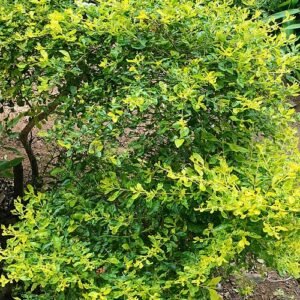 Gouden Duranta-hegplant met heldergroene bladeren en gele bloemen.