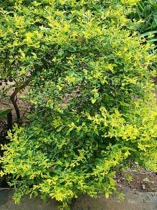 Gouden Duranta-hegplant met heldergroene bladeren en gele bloemen.