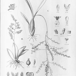 Kleine gele bloemen en groen blad van Trichocentrum pumilum orchidee.