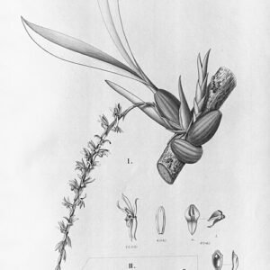 Gomesa sessilis orchidee met gebogen bloemen in heldere setting.