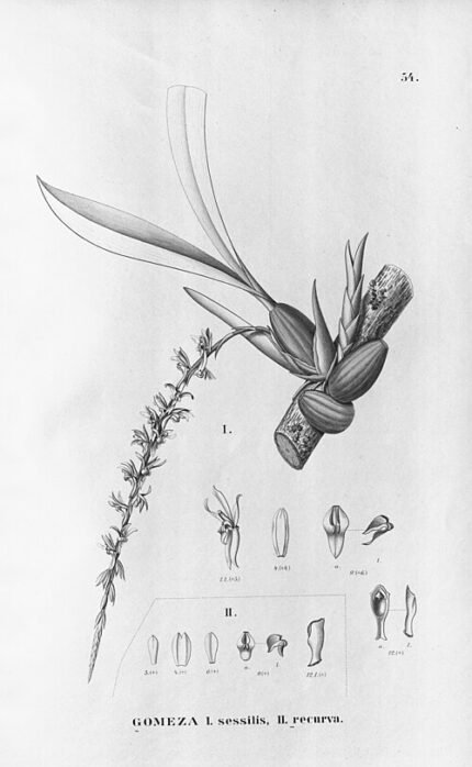 Gomesa sessilis orchidee met gebogen bloemen in heldere setting.