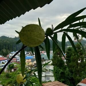 Asclepias physocarpa plant met witte bloemen en groene vruchten.