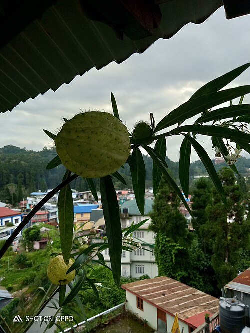 Asclepias physocarpa plant met witte bloemen en groene vruchten.
