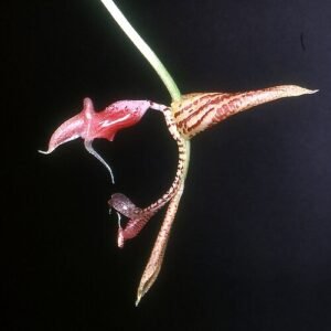 Purple Gongora aceras orchid flower with intricate petals.