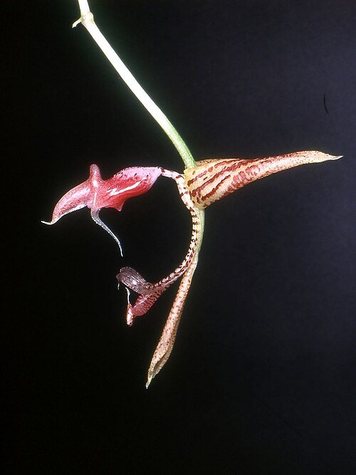 Purple Gongora aceras orchid flower with intricate petals.