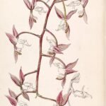 Gongora aromatica orchidee met witte en paarse bloemblaadjes in botanische illustratie uit 1847.
