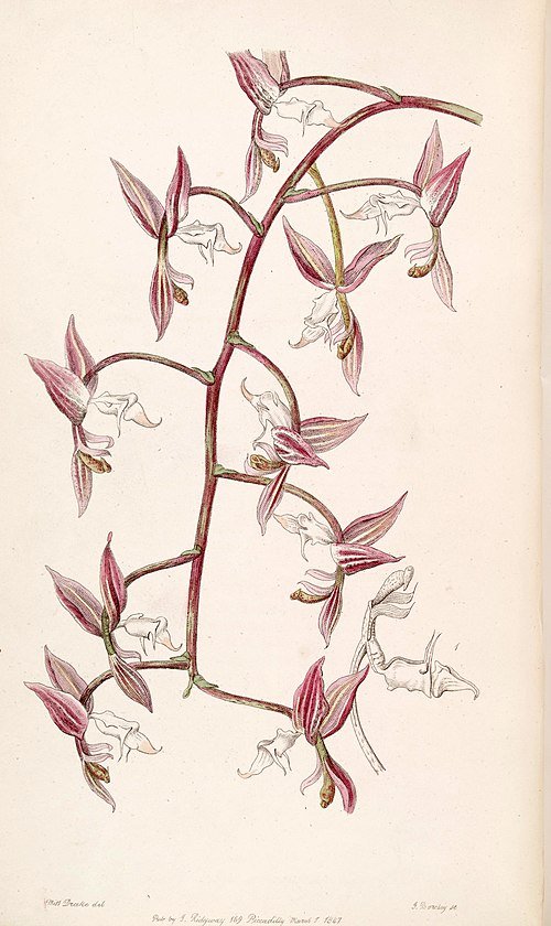 Gongora aromatica orchidee met witte en paarse bloemblaadjes in botanische illustratie uit 1847.