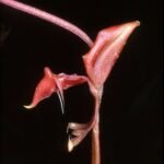 Gongora ilensis orchidee met gele en paarse bloemtrossen.