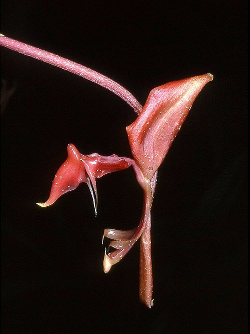Gongora ilensis orchidee met gele en paarse bloemtrossen.